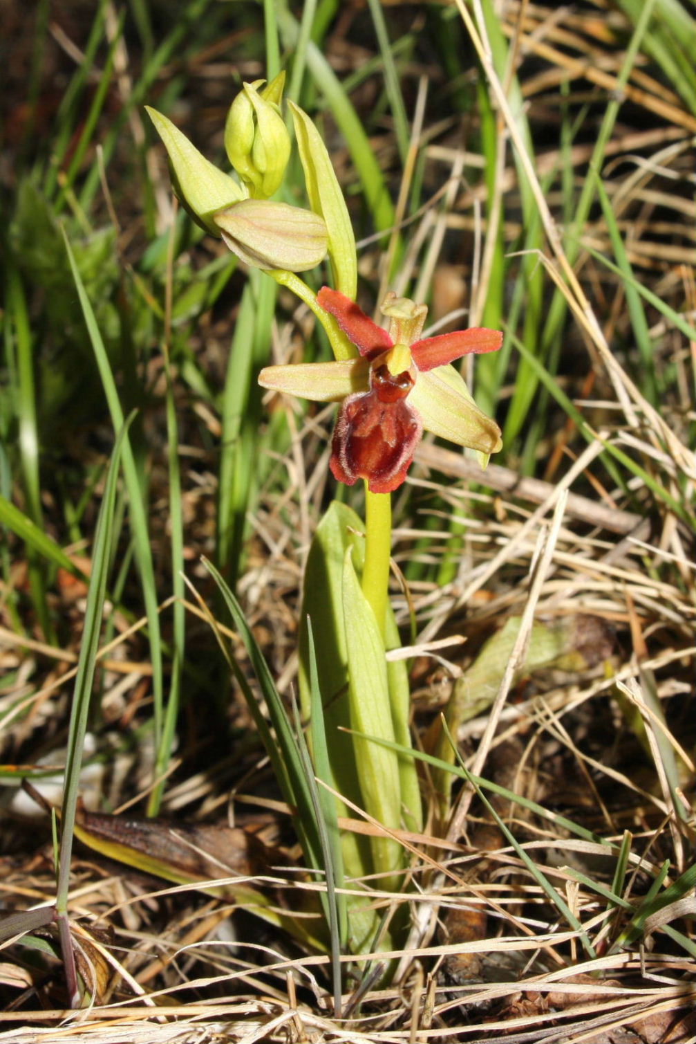 Ophrys sphegodes da ID.